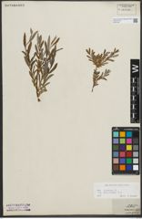 Foto von Salix repens subsp. incubacea (L.) A. Neumann